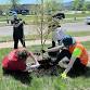 Community Tree Planting in Ostmans Park