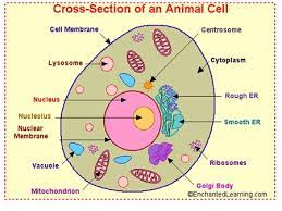 We did not find results for: Plant And Animal Cells Ppt Download