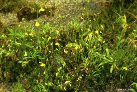 Image result for Lentibulariaceae