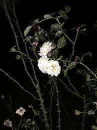 Rose Garden Full Of Thorns Picture Cool Pictures Garden