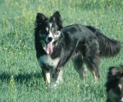 They typically get along with dogs they have been raised with but should not be in a the cost to buy a border collie varies greatly and depends on many factors such as the breeders' location, reputation, litter size, lineage of the puppy. Border Collie Puppy For Sale Adoption Rescue For Sale In Hemlock Michigan Classified Americanlisted Com