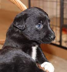Border Collie Lab Mix Meet The Wonderful Borador Petshotspot Com