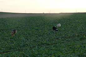 Ab wann kinder laufen lernen: Ab Wann Kann Man Welpen Ohne Leine Laufen Lassen