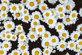 Maybe you would like to learn more about one of these? 500 Daisy Pictures Download Free Images On Unsplash