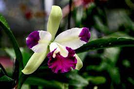Pin On Hawaii Flowers Hawaii