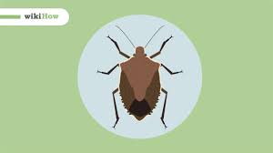 Stink bugs often get attracted to homes as the heat kicks on in the summertime or when spring arrives after a cold winter. How To Get Rid Of Stink Bugs 13 Steps With Pictures Wikihow Life