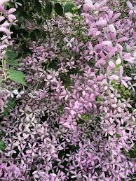 Image result for Congea