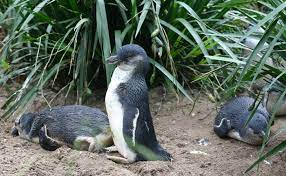 コガタペンギン - Wikipedia