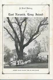 Black Walnut Trees East Norwich Ny Long Gone Black Walnut Tree Long Island Ny Black Walnuts