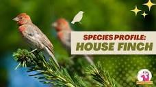 Species Profile: House Finch - YouTube