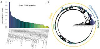 Image result for Erica kingaensis