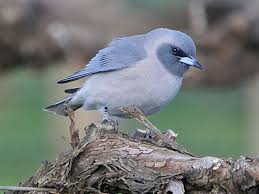 Black Bird With Blue Head And Neck Masked Woodswallow Arrtamus Personatus By Nik Borrow Beautiful Birds Bird Animals