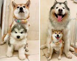 See more ideas about zvířata, pejskové, aljašský malamut. 40 Adorable Photos Of Alaskan Malamutes Showing They Re Just Gentle Giants Really