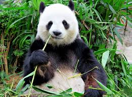 How Pandas Survive On A Diet Of Only Bamboo D Brief Panda Bear Panda Giant Panda