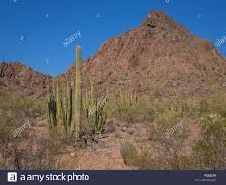 Short video showing panoramas from organ pipe cactus national monument. Seltene Organ Pipe Cactus Stenocereus Thurberi Mischen Mit Saguaro Cholla Und Andere Kakteen Und Pinsel In Der Arizona Organ Pipe Cactus National Monument Stockfotografie Alamy