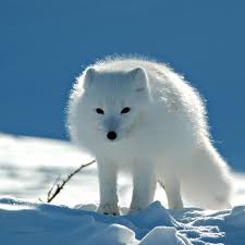 The names of fox news anchors often make headlines as splashy as the subjects they cover. Snow Fox Ipad Air Wallpapers Free Download