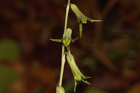 Image result for Dipcadi viride