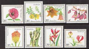 Image result for Disa eminii