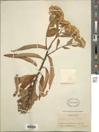 Image result for Nidorella welwitschii