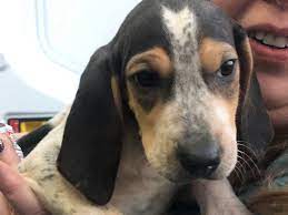 We did not find results for: New Partnership With Safe Haven Puppy Sanctuary Will Help Save Dogs Than Ever Ndlb