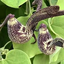 Image result for Aristolochia ringens
