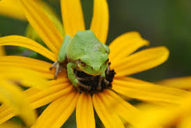 Jul 27, 2021 · birds get a bad rap in the garden. Five Tips To Help Frogs And Toads In Your Yard The National Wildlife Federation Blog The National Wildlife Federation Blog