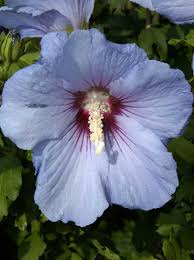 Das garten infoportal für den ambitionierten hobbygärtner. Hibiscus Syriacus Blue Bird Garten Eibisch Blue Bird Strauch Eibisch Blue Bird