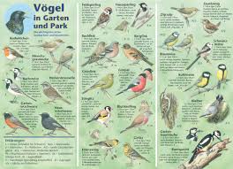 Natur Entdecken Vogel In Garten Und Park