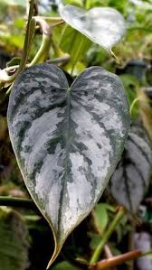Philodendron Ornatum Supposedly The Heart Shaped Philodendrons Will Do Fine In Lower Light Situations Philodendron Plants Philodendron Plant