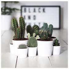 Pagan Marie Boutique On Instagram Cacti Party Summer Nz Aus Cactus Cacti Spring Love Instalike Follow Fashion Plants Indoor Plants Plant Decor