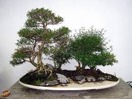 Bonsai Penjing Snow Rose Serissa Japonica Rubiaceae 25 Years Old Created By Quinquan Zhao Donated By Soc De Bonsai Penjing De Mtl Mc20100629 132 Bonsai Art Bonsai Forest Bonsai