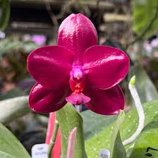 Image result for Strobilanthopsis