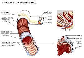 Inside The Small Intestine Tract The Esophagus Stomach And Small And Large Intestines Share The Large Intestine Lymph Vessels Intestines