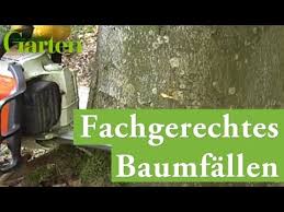 Unser nachbar florian ist dafür genau. Gartentipp Baume Richtig Fallen Youtube