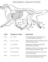 firebert acupuncture acupressure points on dogs and cats