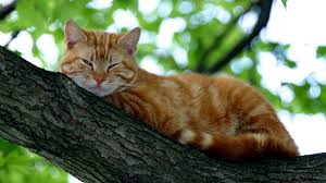 Full Hd Cat Wallpapers Orange Cat In A Tree Kitten Pictures Cats Cats And Kittens