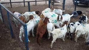 Check spelling or type a new query. Boer And Kalahari Goats For Sale Near Me On Engormix Ref 36565