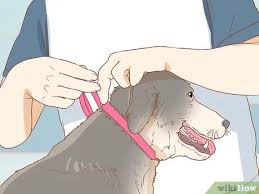 Protective dog collars have been jokingly dubbed the 'cone of shame' and in more sophisticated this is one of our favorite picks when it comes to diy dog collars. 3 Simple Ways To Keep A Dog From Licking A Wound Wikihow Pet