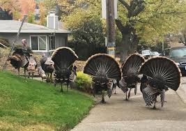 We did not find results for: A Helping Of Science With Your Thanksgiving Dinner The New York Times