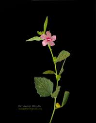 Image result for Urena lobata