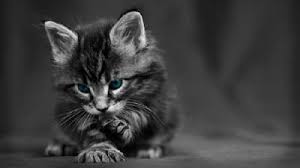 For some, serene landscapes make the perfect wallpapers. Cat Wallpapers Cute Kitten Wallpaper Cat Cartoon Wallpaper