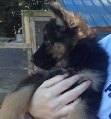 Imported german lines, high breeding standards black and red puppies, solid puppies from byb have nothing in common with a true german shepherd dog. Akc German Shepherd Puppies For Sale In Apex North Carolina Classified Americanlisted Com
