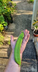 Image result for Canavalia gladiata