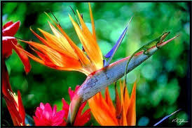 Bird Of Paradise Propagation From Seed Hinterland Trading Bird Of Paradise Very Rare Strelitzia Reginae 10 Seeds Birds Of Paradise Flower Beautiful Flowers Wallpapers Planting Flowers