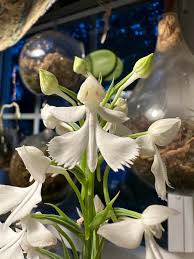 Image result for Habenaria nyikana