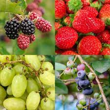 Fruits Dogs Can Eat And Fruit Harmful To Dogs Spoiled Hounds Fruit Dogs Can Eat Can Dogs Eat Grapes Can Dogs Eat Blueberries