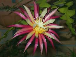 Your plant has several names: Selenicereus Anthonyanus Fish Bone Cactus World Of Succulents Orchid Cactus Cactus Flower Blooming Cactus