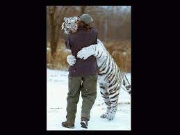 Man Hugs White Tiger Man Hug Heartwarming Photos Heartwarming