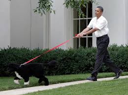 Obama family's beloved dog bo dies for more than a decade, bo was a constant, comforting presence in our lives, said former president barack obama. Iff74laz Uc76m