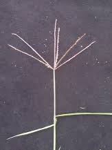 Image result for Cynodon aethiopicus